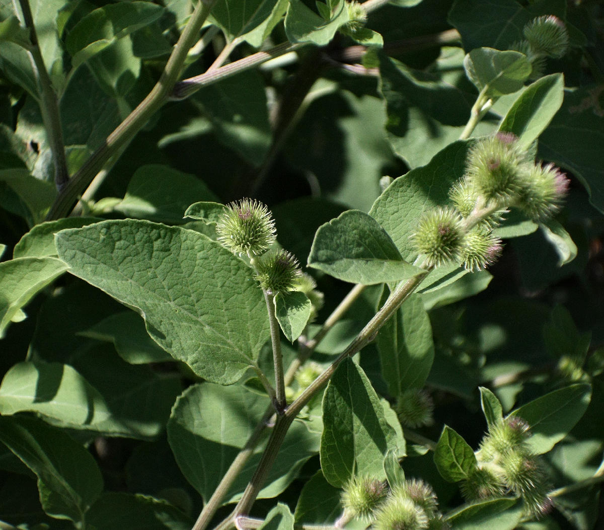 Arctium lappa